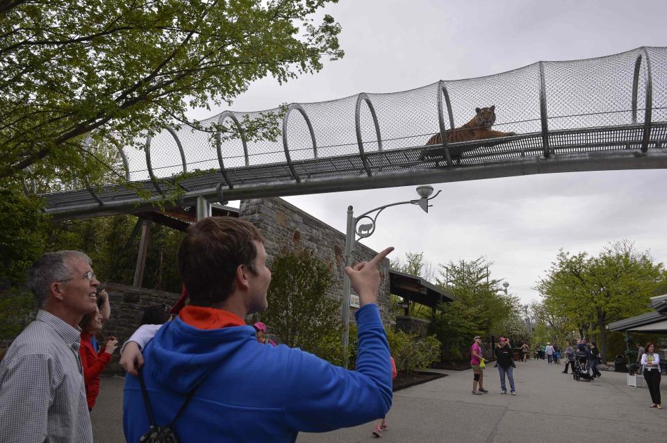 Zoo goers watch a Amur tiger in the new Big Cat Crossing at the Philadelphia Zoo in Philadelphia