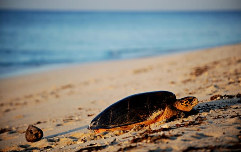 Growing mounds of plastic in the oceans and on beaches are often fatal for sea turtles