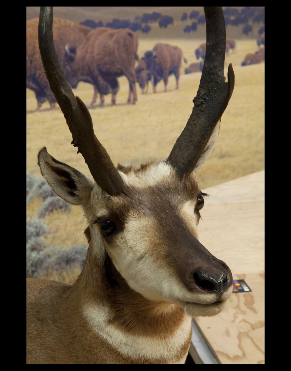 The pronghorn as it appears in the museum today, post-makeover.