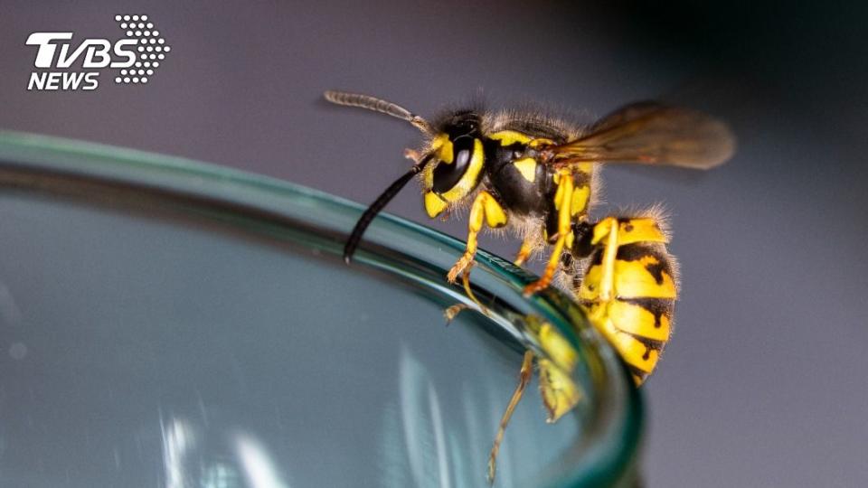 黃蜂。（示意圖／Shutterstock達志影像）