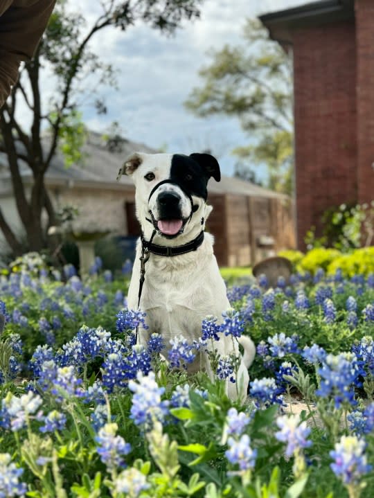Chip in the bluebonnets (Courtesy: Cicily Oliver)