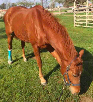 Ballon is on the road to recovery. Source: Facebook/ Whitney Spicher