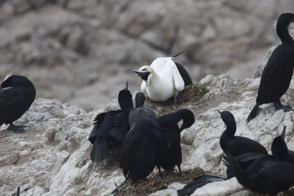 A northern gannet (<i>Morus bassanus</i>), a species with a normal range in the North Atlantic, interacting with the native Brandt's cormorants (<i>Phalacrocorax penicillatus</i>) sighted on the Farallon Islands, located off the coast of San Fr