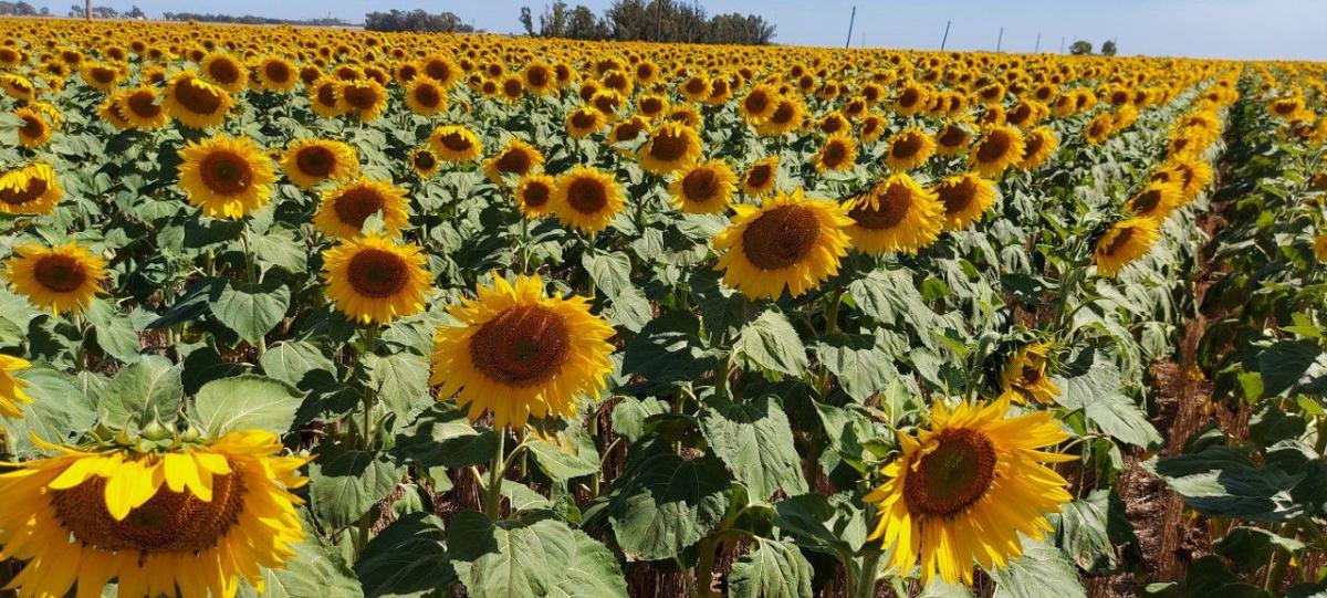 Girasol, el cultivo que regresó a la zona núcleo