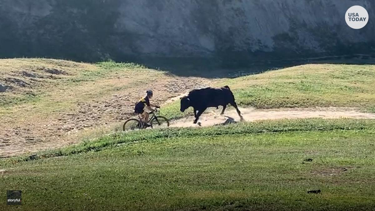 Bakersfield bicyclists captured on video being attacked by raging bull  during a 'stupidly hard ride'