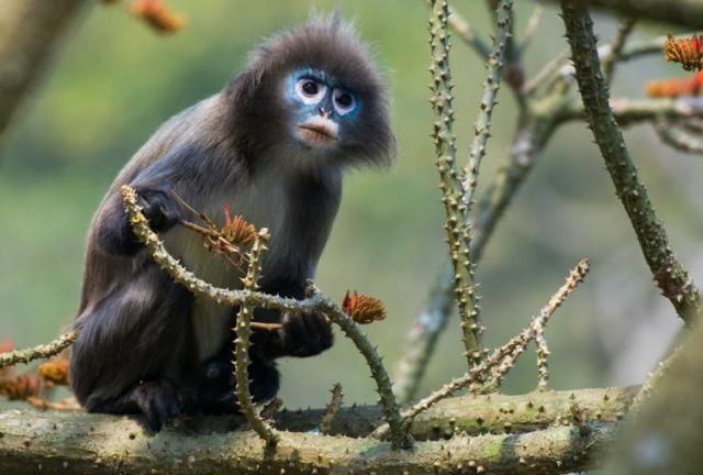 DUSKY LEAF MONKEY LIFE EXPECTANCY