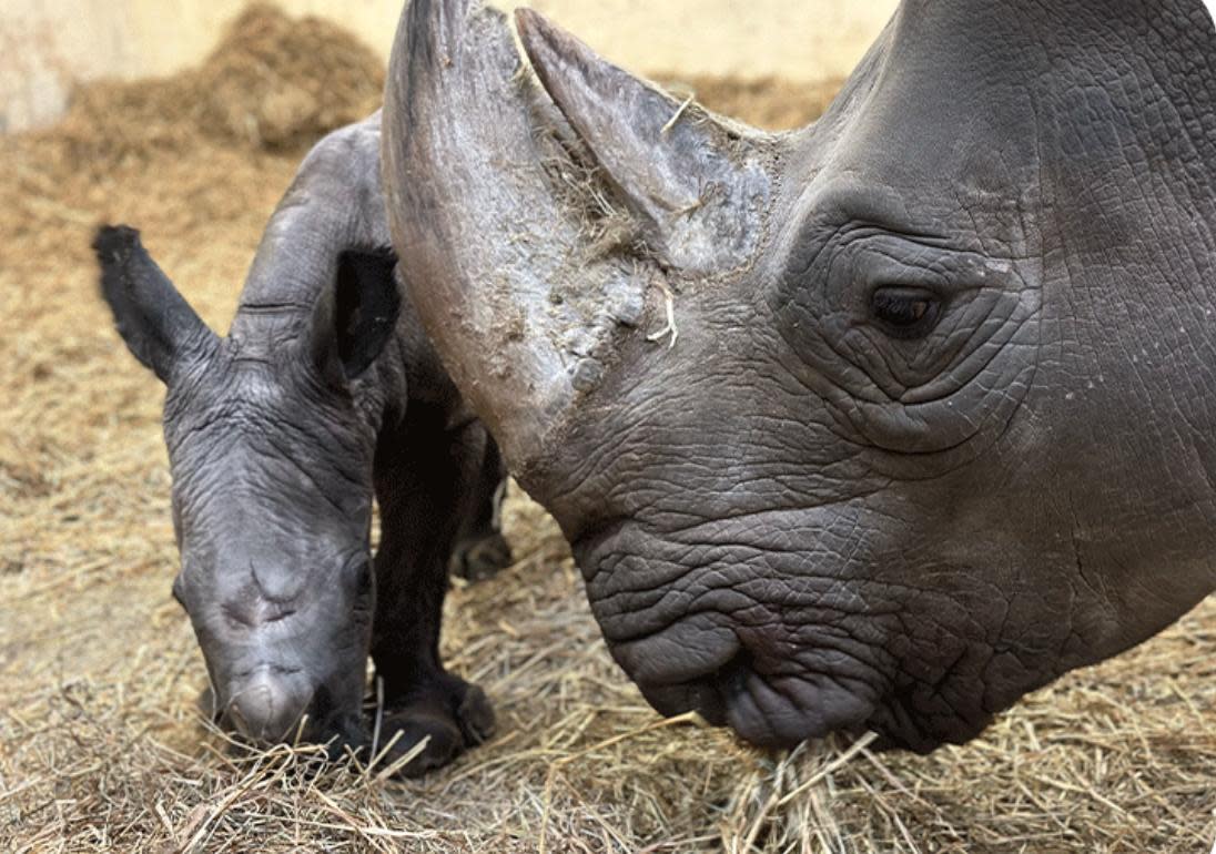 Sabi's water broke early in the morning on Thursday and her calf was born successfully at 7:58 a.m., the Toronto Zoo announced Friday morning. (Toronto Zoo - image credit)