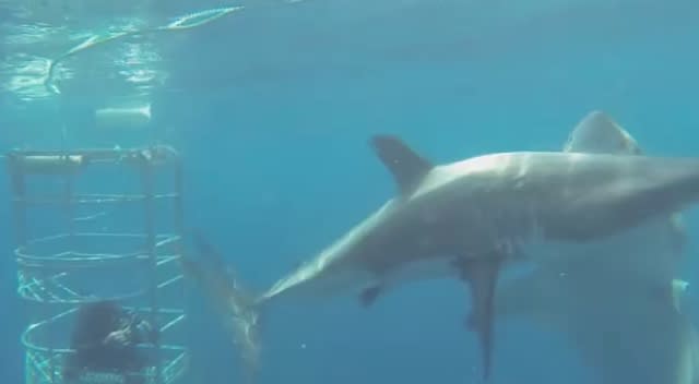 Huge great white shark bites another on the head (video)