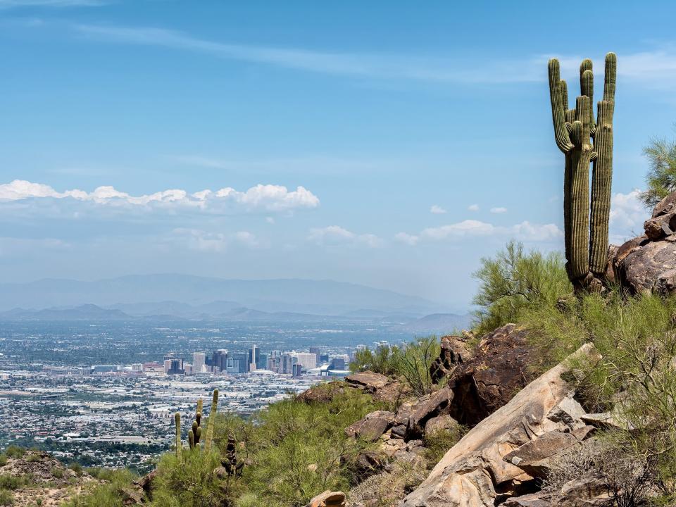 a cactus standing on a cliff overlooking phoenix