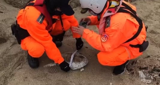 海巡署人員確實記錄每一隻死亡的海龜身形。（圖／東森新聞）