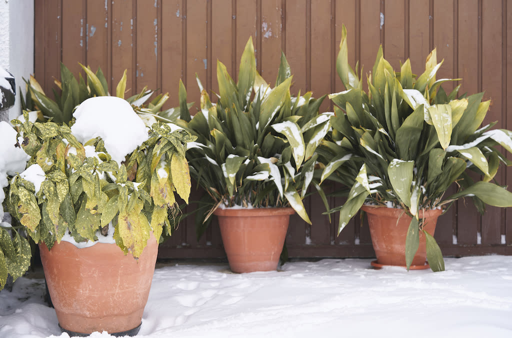 L'hiver, certaines plantes doivent impérativement être rentrées. D'autres peuvent rester dehors, mais en étant protégées. (Photo : Getty Images)