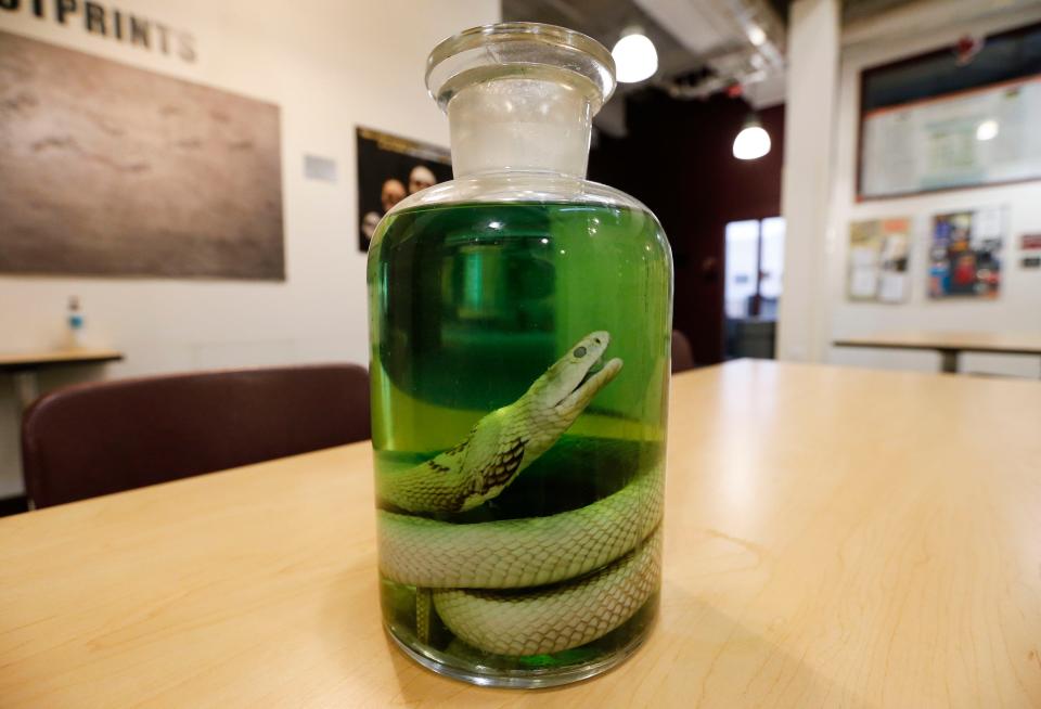 Preserved in a glass jar at Drury University, the only known cobra specimen from the 1953 Cobra Scare.