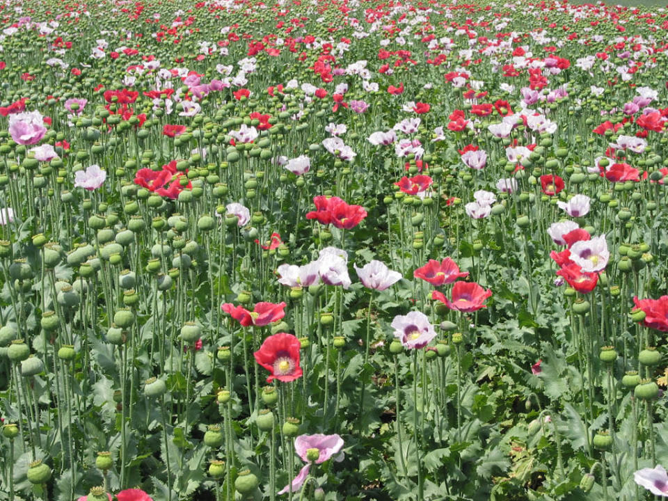 不同品種、花色的罌粟花。（圖片來源／<a href="https://sk.wikipedia.org/wiki/S%C3%BAbor:Mohn_z04.jpg" target="_blank" rel="noopener">Zyance</a> CC BY-SA 3.0）