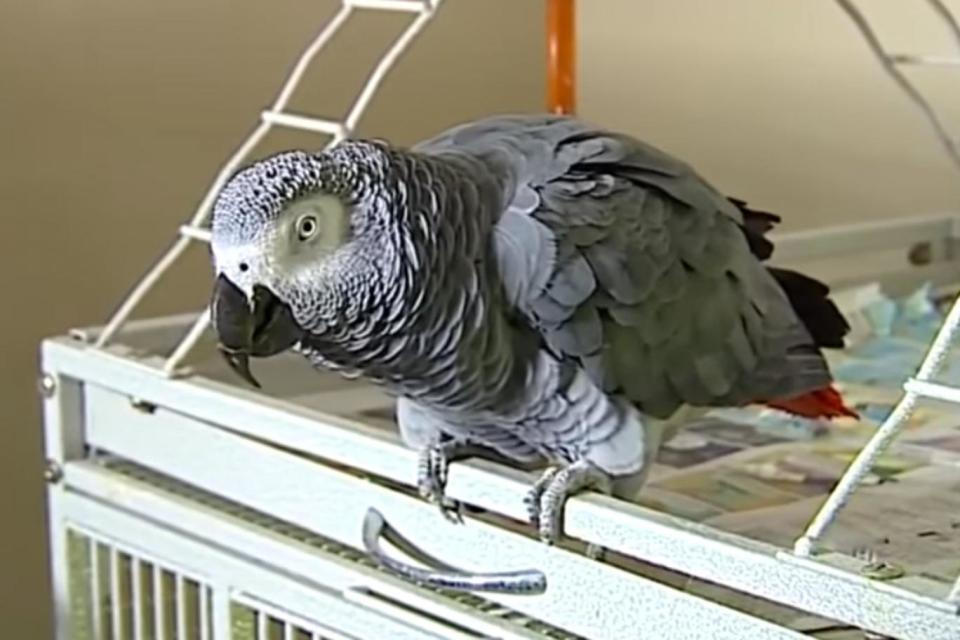 Bud, an African grey, repeated Mr Duram's last words (woodtv.com)