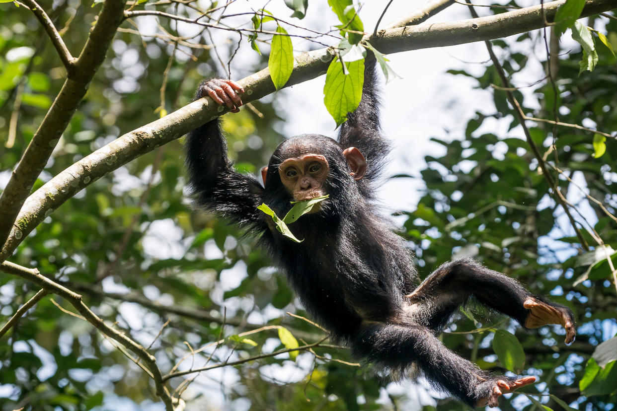 Chimpanzee in a tree Getty Images/Yannick Tylle
