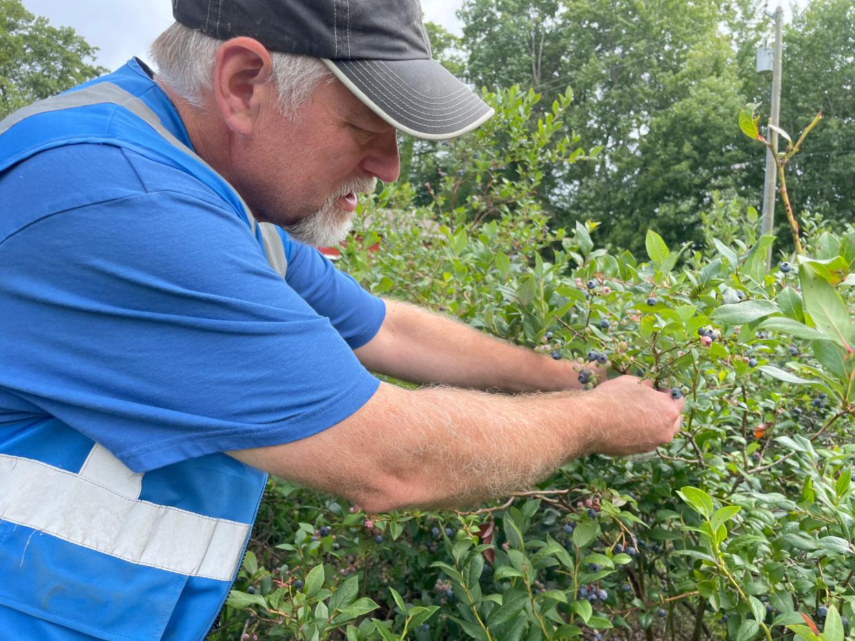 Tony Hazen picks blueberries at his u-pick farm in Marion Township on Thursday, Aug. 10, 2023.