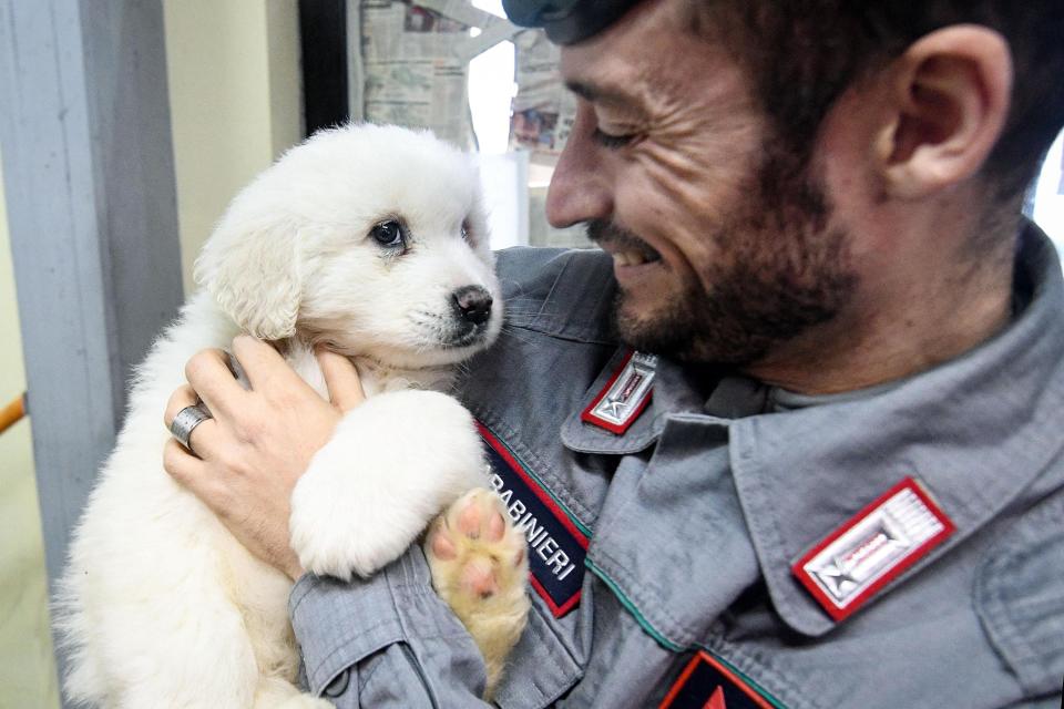 A Carabinieri (Italian paramilitary police) officer officer holds one of three puppies that were found alive in the rubble of the avalanche-hit Hotel Rigopiano, near Farindola, central Italy, Monday, Jan. 22, 2017. Emergency crews digging into an avalanche-slammed hotel were cheered Monday by the discovery of three puppies who had survived for days under tons of snow, giving them new hope for the 23 people still missing in the disaster. (Alessandro Di Meo/ANSA via AP)
