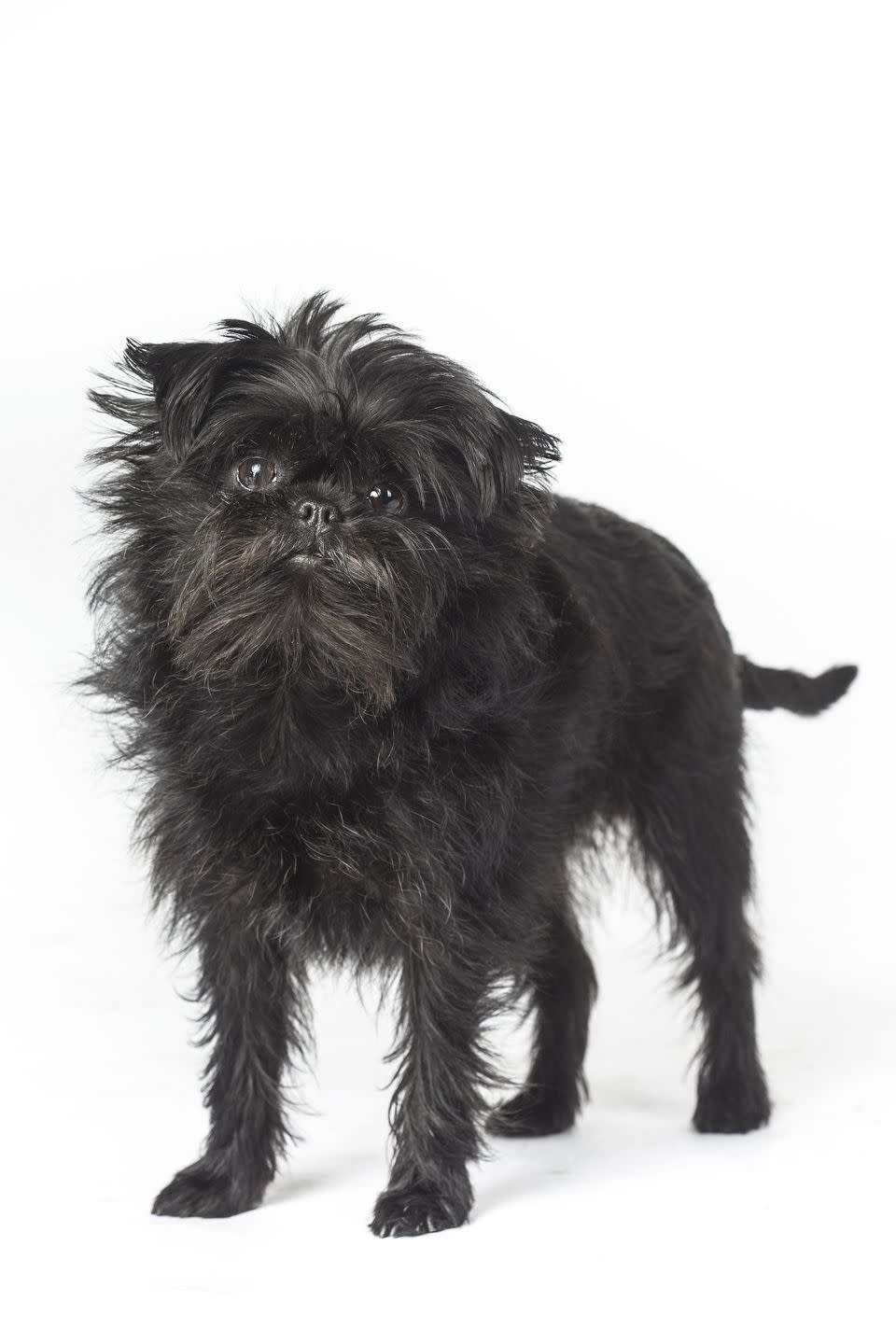 Affenpinscher