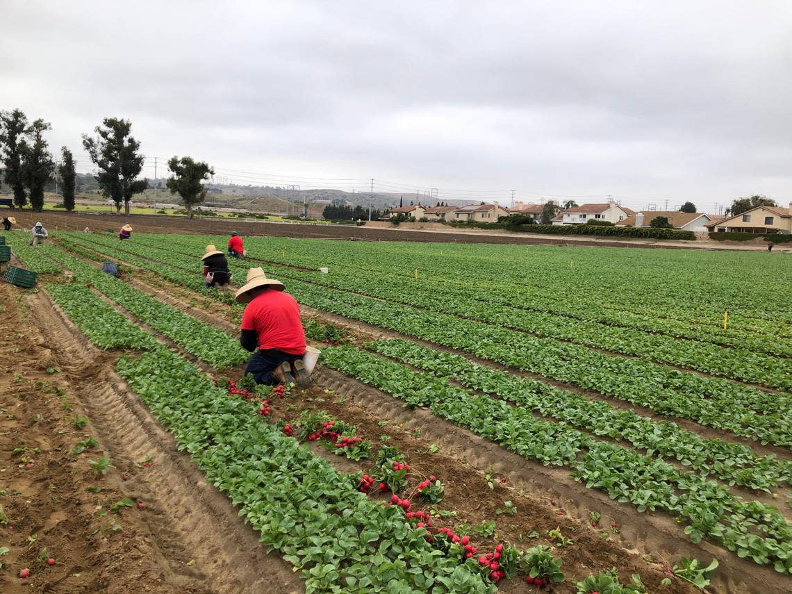 California farmworkers harvest radish in Moorpark, CA, on Friday June 3, 2022.