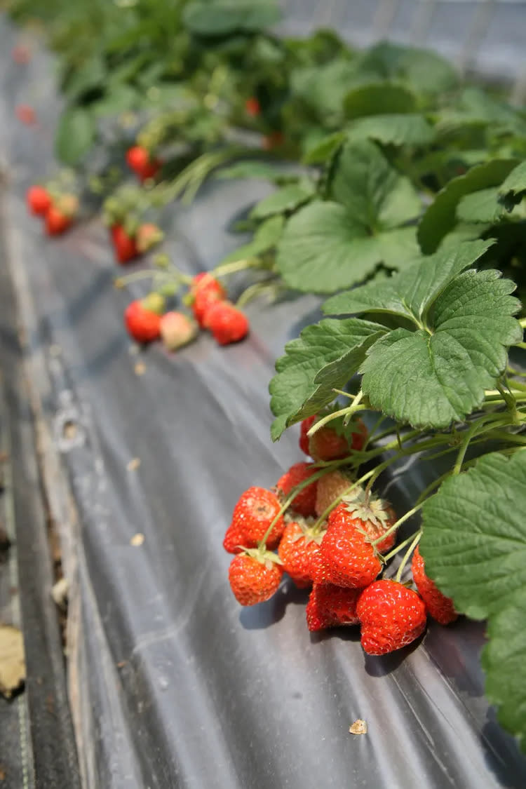 季節限定白石湖採草莓。觀傳局提供