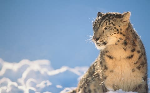 Snow leopard - fewer than 10,000 remain in the wild - Credit: Getty Images