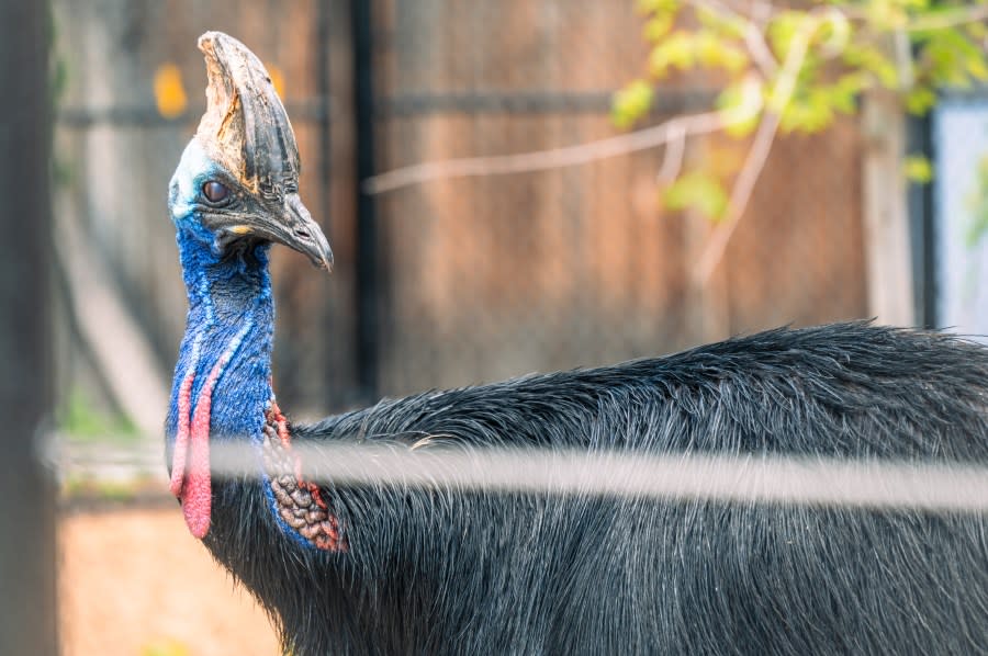A Southern Cassowary at the Denver Zoo 