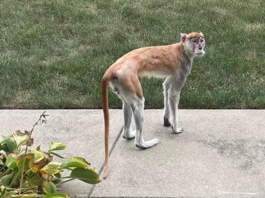 picture of Momo the monkey in a yard