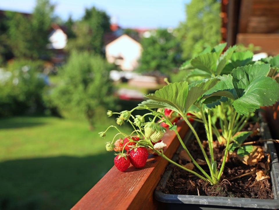 <p>There are several easy ways to plant strawberries on your balcony. </p><p>For the best results, the experts say, ‘use only 20cm of special strawberry compost, or use a pot which has been specifically designed for strawberry plants. Those with a smaller balcony should try <a href="https://www.housebeautiful.com/uk/garden/plants/g28605157/hanging-basket-plants/" rel="nofollow noopener" target="_blank" data-ylk="slk:hanging baskets;elm:context_link;itc:0;sec:content-canvas" class="link ">hanging baskets</a> and ensure to give the strawberries at least 30cm of depth and width to grow'.</p>