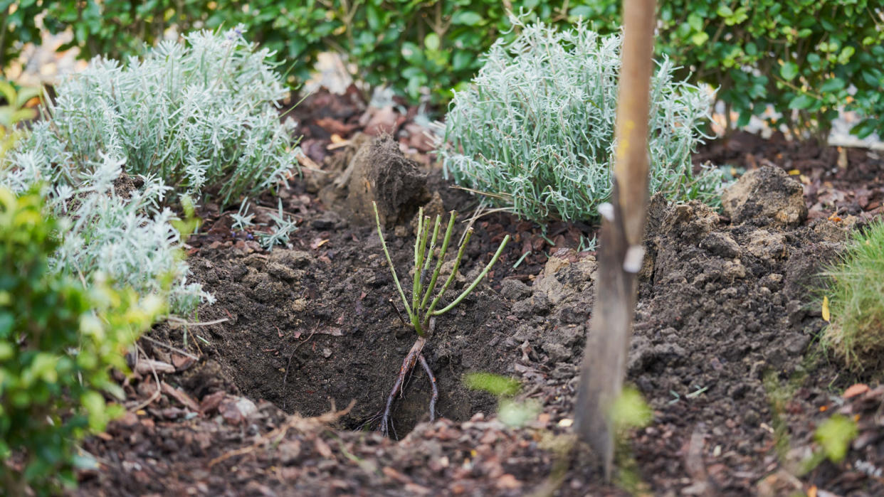  Bare foot roses being planted. 