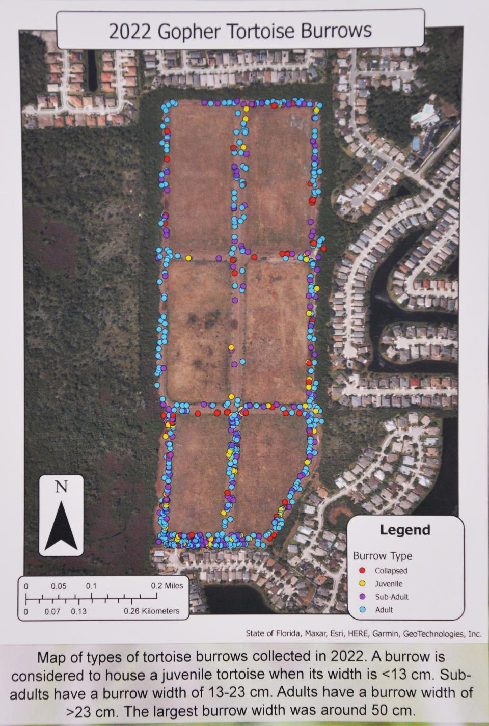 Detail color coded map of the Hundred Acre Hollows showing gopher tortoise burrows by age of the tortoise and condition of the burrow.