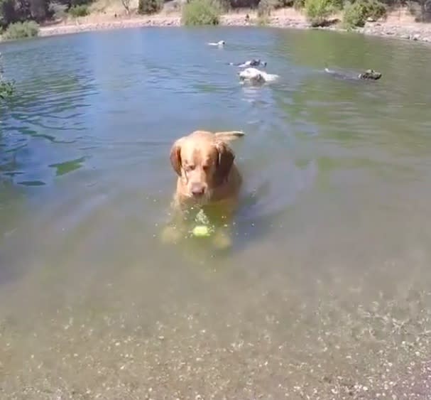 This dog with no eyes is adorable and living his best life