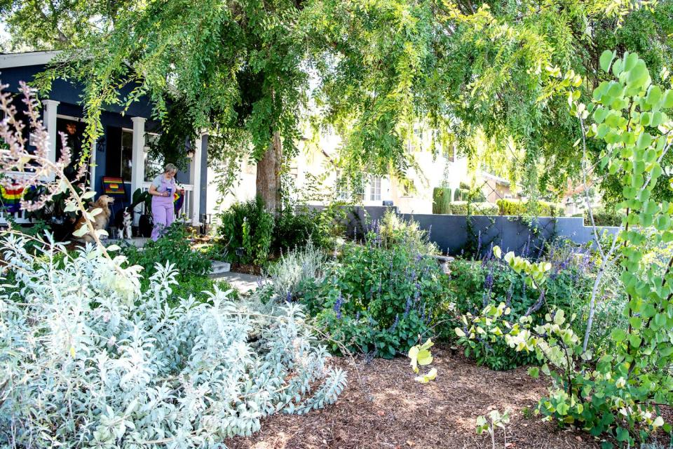 A garden under an elm tree