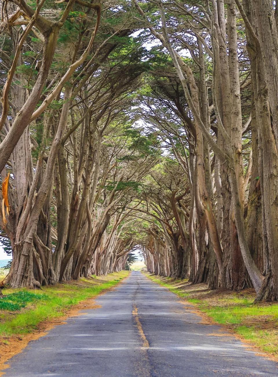 The Cypress Tree Tunnel