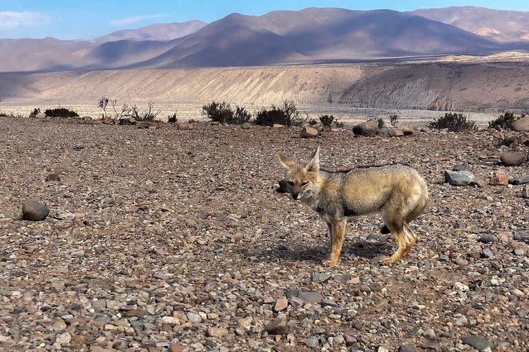 Fotos del día; minería; Dominga; la Higuera; Chile; el mundo;Medio Ambiente;  Humboldt