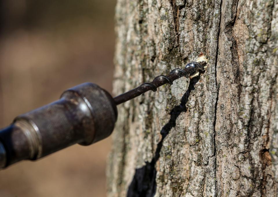 Utilize a 5/16-inch drill bit to create the hole for a tree tapping spile. Drill one inch past the bark. This depth will vary depending on the type of tree selected to tape, as different tree species have different bark thicknesses.