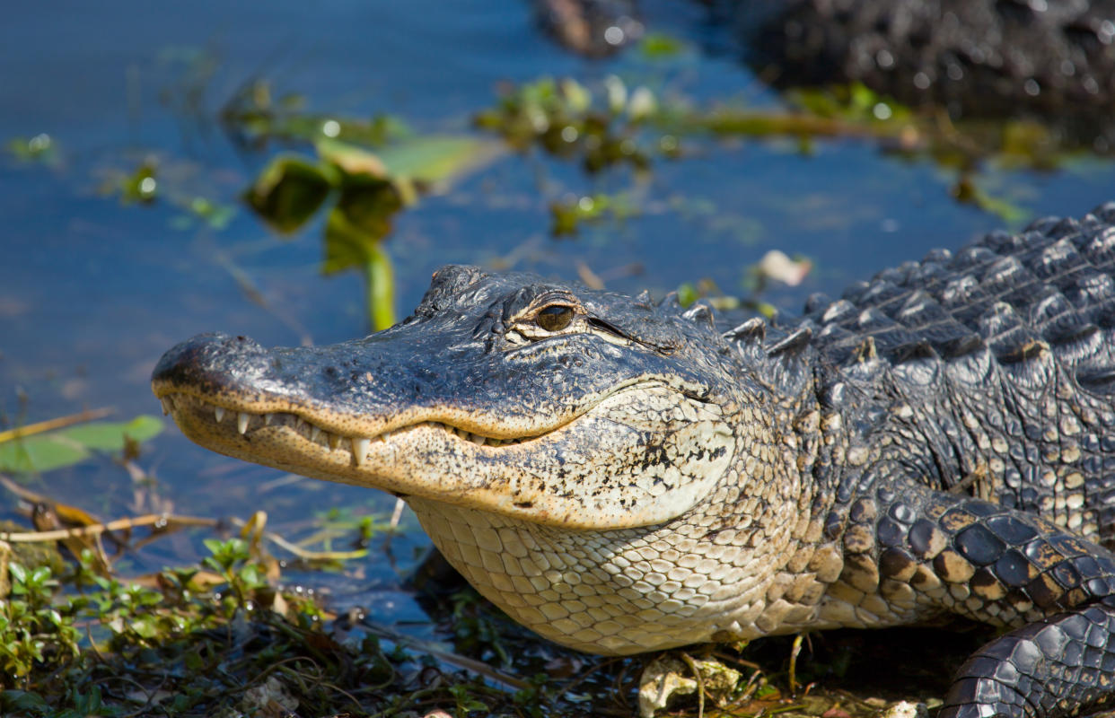 In Florida muss man immer auf der Hut sein: Ein Alligator im Sunshine State hatte offenbar keine Lust auf die Begegnung mit zwei Männern in einem Golfwagen. (Symbolbild: Getty Images)