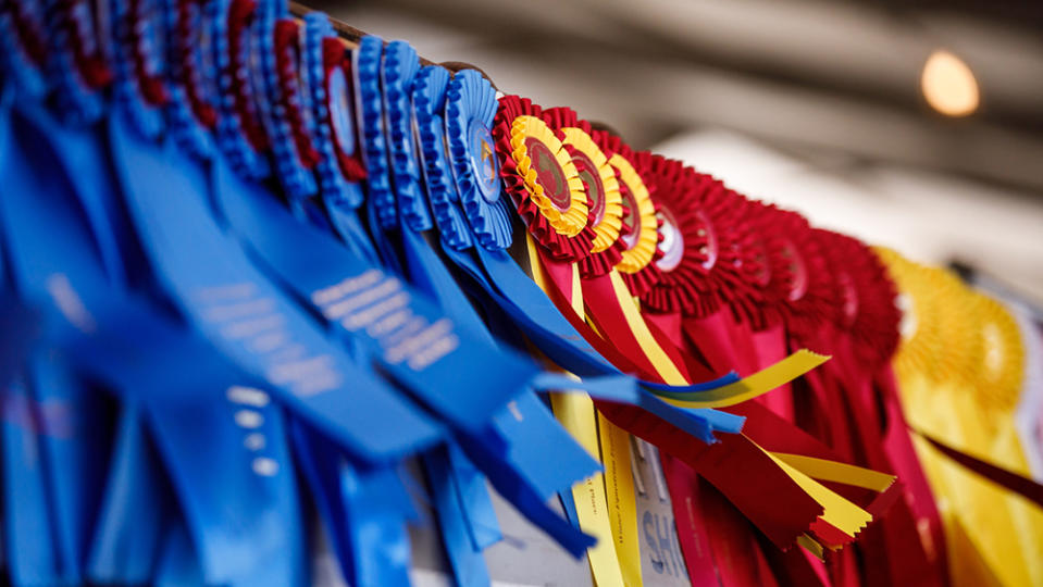 Horse Show Ribbons Flying in the Wind