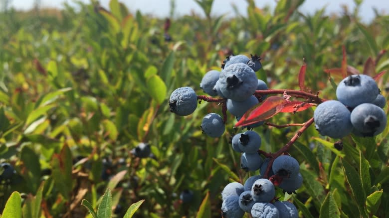 Blueberry blues: bumper crops hurt Nova Scotia industry