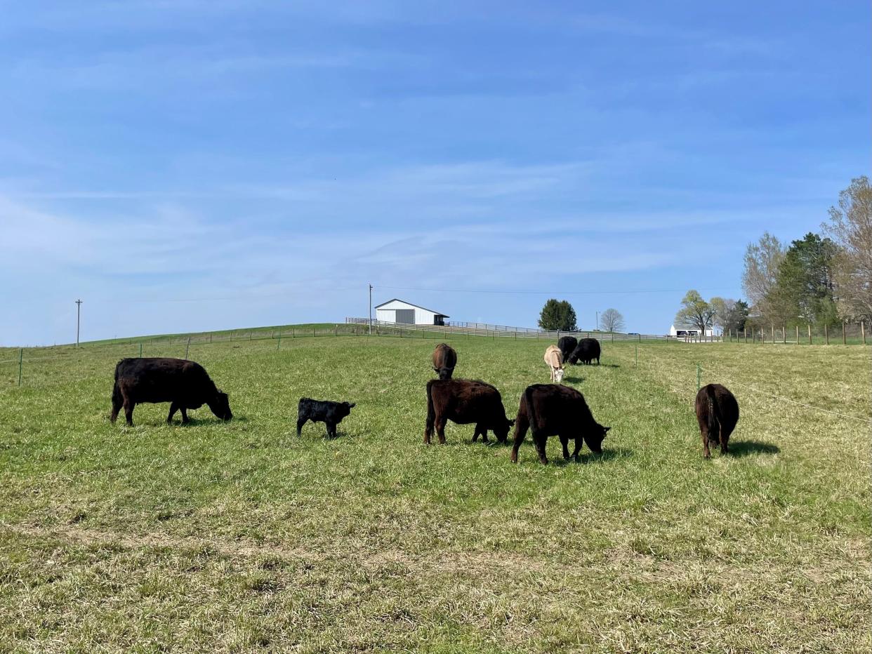 Lynd Fruit Farm, a century-old family farm in Licking County, recently added cows as part of an effort to turn Lynd Fruit Farm towards regenerative agriculture.