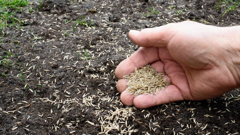 person laying grass seed into soil