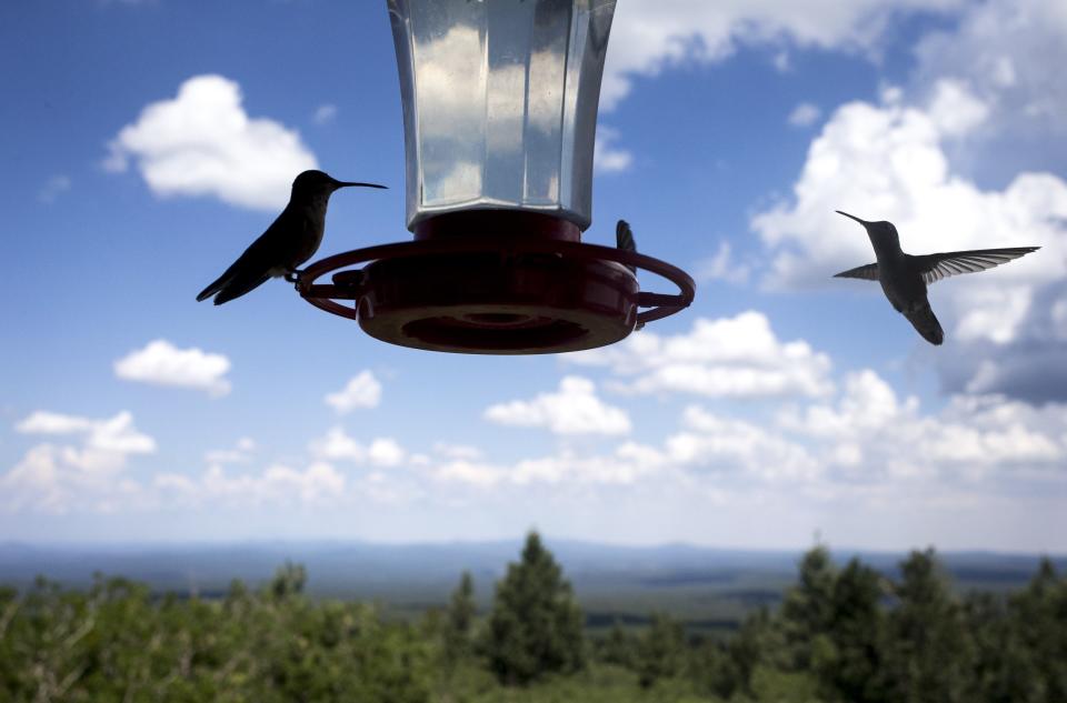Hummingbirds feed at the Baker Butte Lookout on the Coconino National Forest, north of Strawberry.
