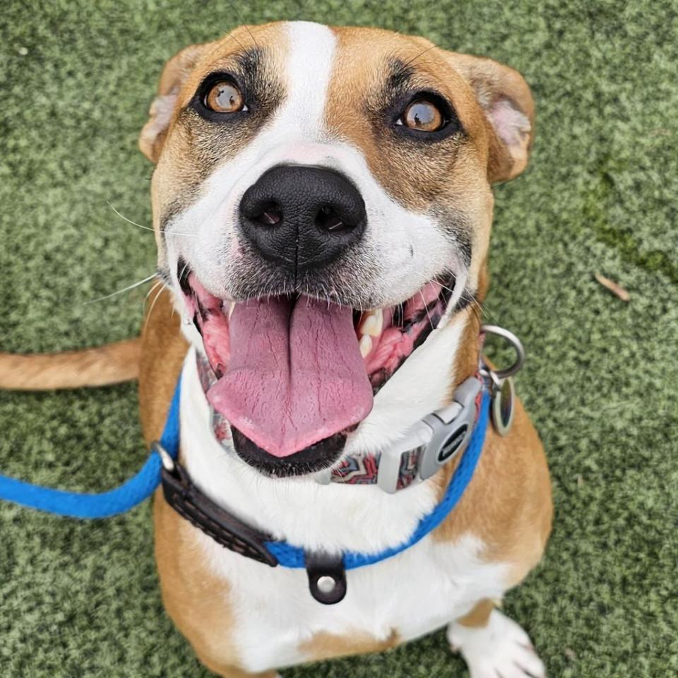 Lupita is a 40-pound, fun-loving cuddlebug. She's smart, good on a leash and knows her basic commands. She's highly energetic and loves to swim. She has a strong prey drive and would benefit from crate training. She's also a girly girl who needs to be your only pet.