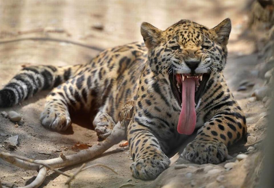 Libre, a jaguar, stretches out his tongue for a toothy yawn mid-day at Project Survival Cat Haven in this Bee file photo.