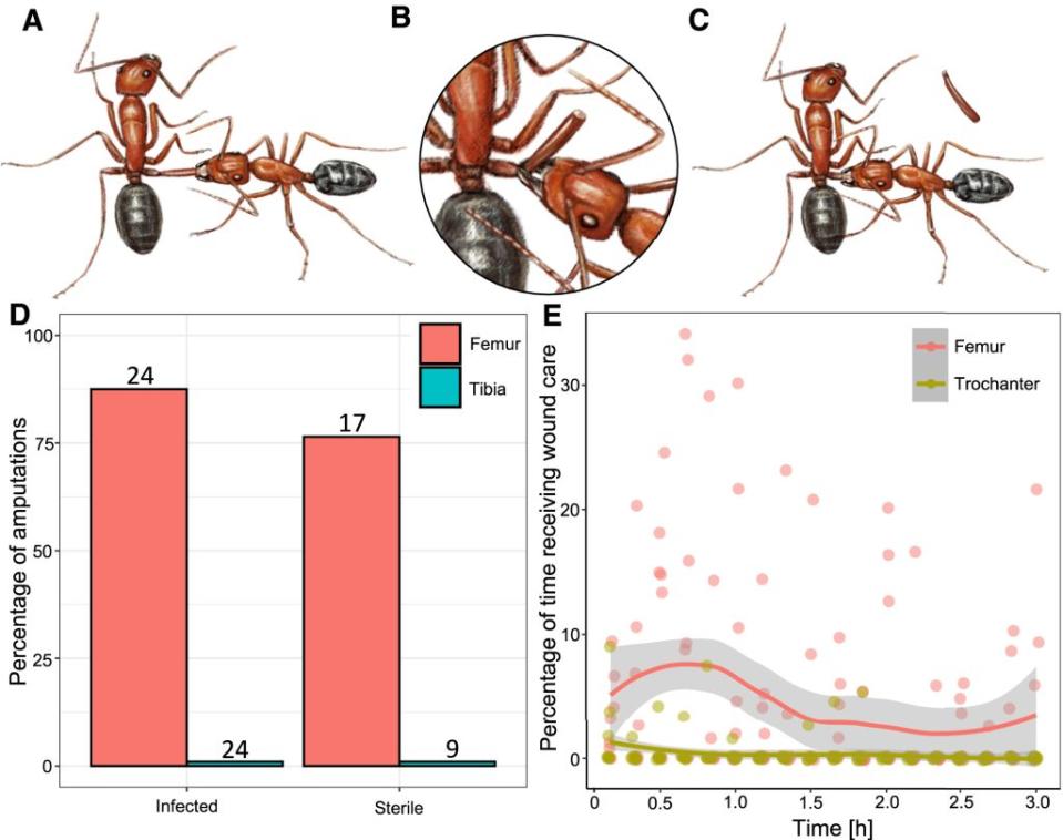 佛羅里達木匠螞蟻的截肢與傷口護理行為<br>(A) 螞蟻工蟻對受傷的同伴進行傷口護理。<br>(B) 螞蟻工蟻正在截肢（咬斷受傷的腿）。<br>(C) 螞蟻工蟻在截肢後對新創傷口進行護理。<br>(D) 在24小時後，對感染或無菌的股骨（紅色）或脛骨（藍色）傷口進行截肢的百分比。柱狀圖上的數字表示每種處理的樣本量。<br>(E) 在受傷後的3小時內，螞蟻工蟻對受傷同伴進行護理的時間百分比，按10分鐘間隔劃分，並用局部多項式回歸（loess）顯示95%的置信區間。紅色表示股骨受傷（n = 8），棕色表示截肢後的創傷口（n = 7）。（圖片來源：<a href="https://www.cell.com/current-biology/fulltext/S0960-9822(24)00805-4" rel="nofollow noopener" target="_blank" data-ylk="slk:Current Biology;elm:context_link;itc:0;sec:content-canvas" class="link ">Current Biology</a>）