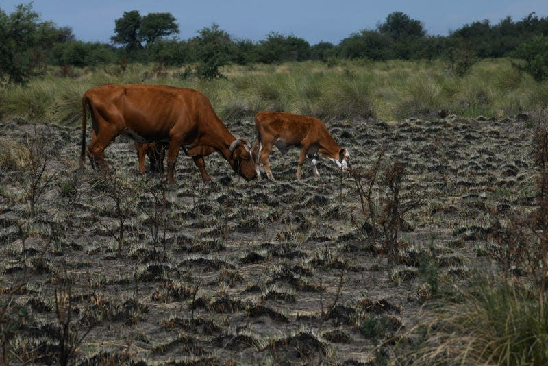 Cattle graze on a sparse field in Santa Fe province, Argentina, Wednesday, Jan. 18, 2023.