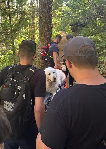 <p>Cannon Beach RFPD/Facebook</p> Cannon Beach Rural Fire Protection District rescuers carry Great Pyrenees dog down Saddle Mountain in Oregon