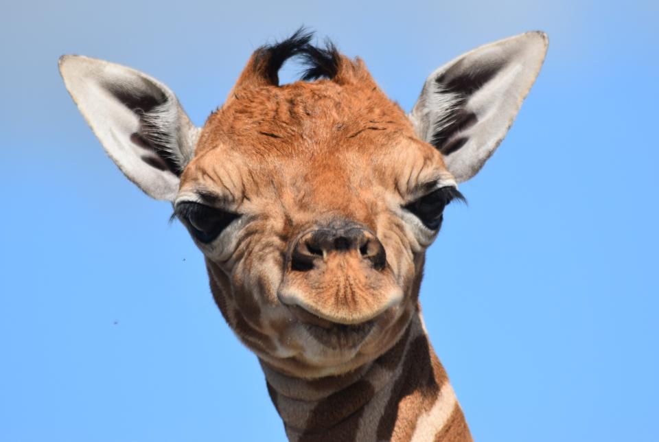 Lion Country Safari in Loxahatchee welcomed Kianga, a giraffe calf, on Saturday, Dec. 31, 2022.