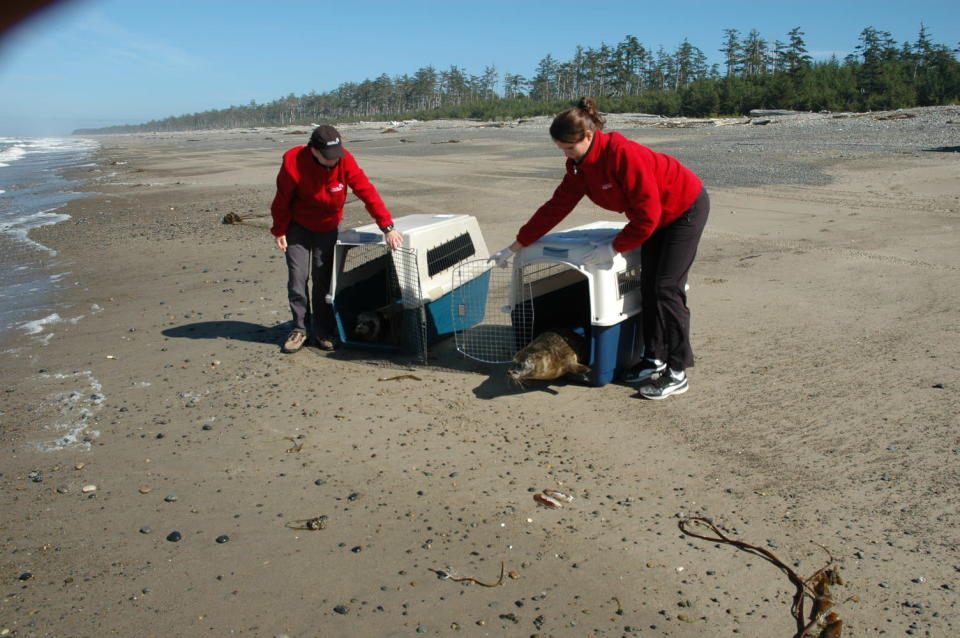 The seal pups get released. Vancouver Aquarium photo