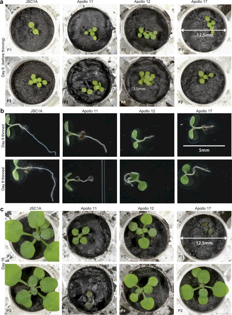 科學家在月球土壤成功種植植物。 (圖：取自Communications Biology官網)