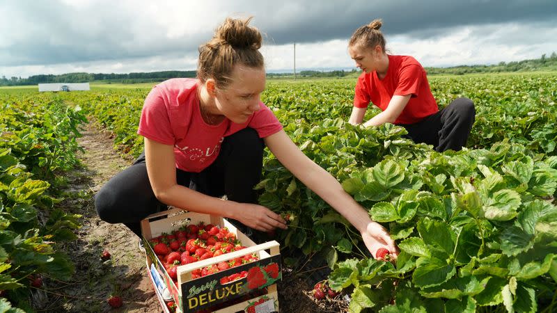 Estonian students Silvia Pertens and Anna Stina Reinas pick up strawberries at Ramsi Agro farm in Jarvekula